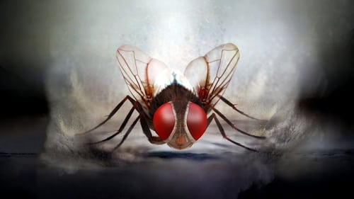 Eega