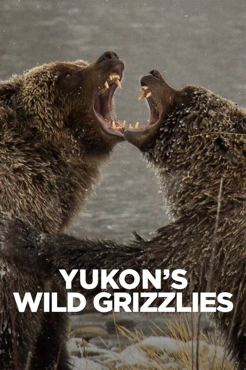 Yukon's Wild Grizzlies