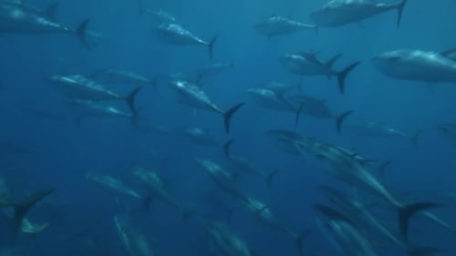 Superfish: Bluefin Tuna