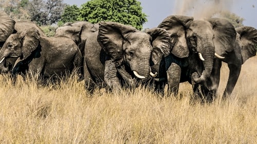 Okavango: River of Dreams - Director's Cut