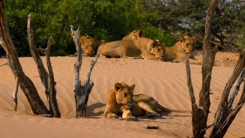 Desert Warriors: Lions of the Namib