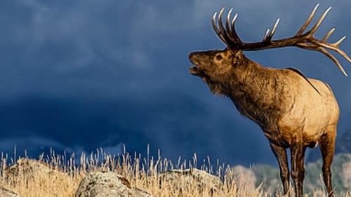 The Olympic Elk